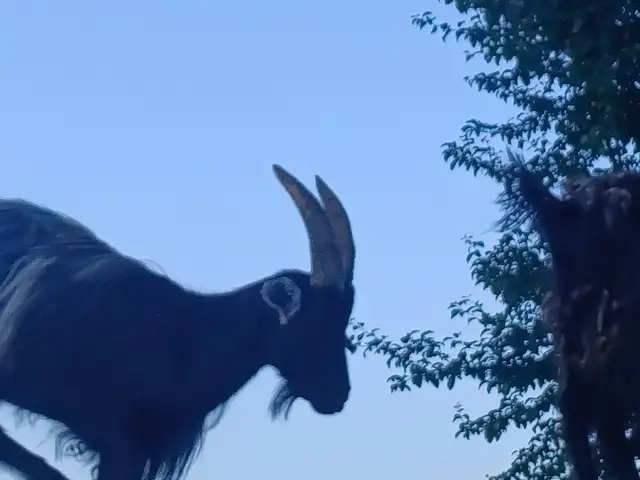 Буз, Душанбе