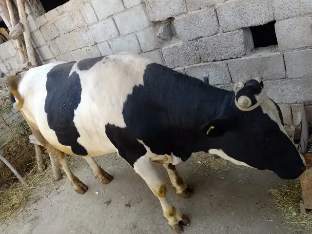 Бука, Душанбе
