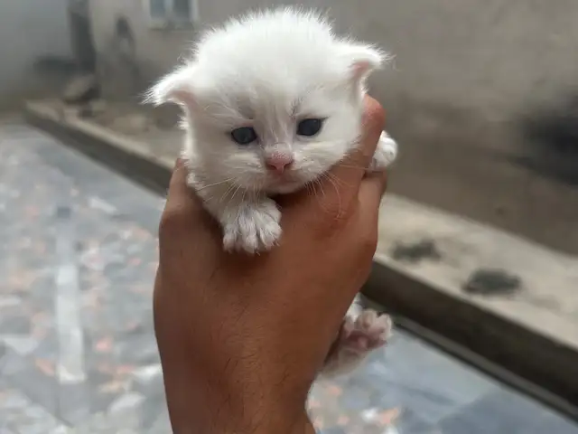 Шотландские вислоухие котята, Душанбе