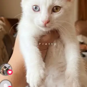 Кошка Турецкая ангорка, Худжанд