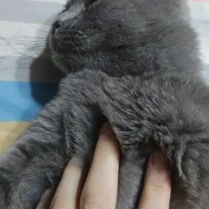 Британская кошка, Худжанд
