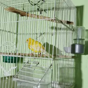 Канарейка, Душанбе