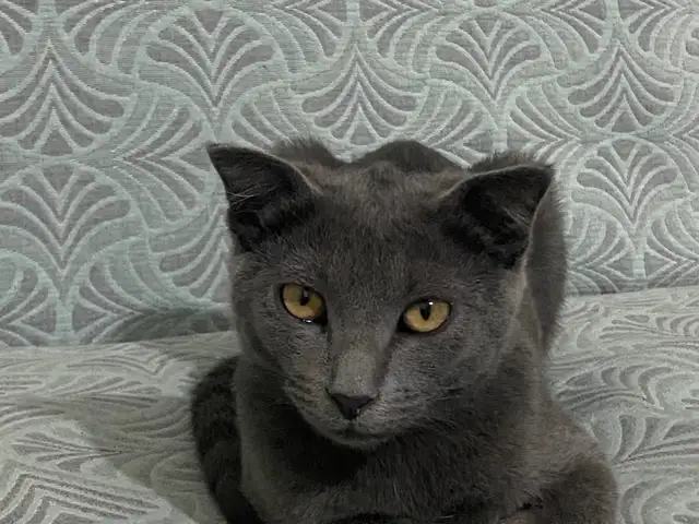 Британский кот, Душанбе