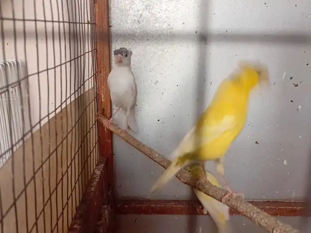 Канарейкаҳо, Душанбе