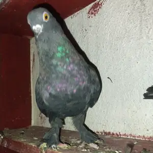 Голубь черный смолянной, Душанбе