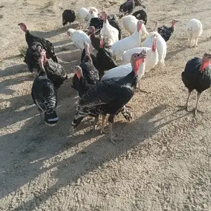 Индюки, Душанбе