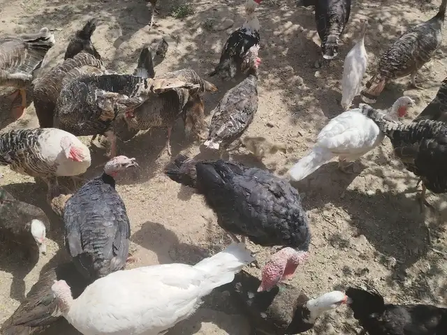 Индюк, Турсунзода