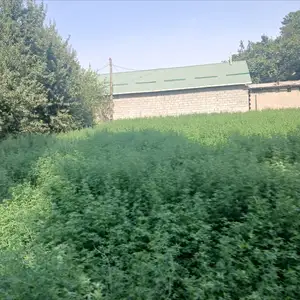 Прес, Душанбе