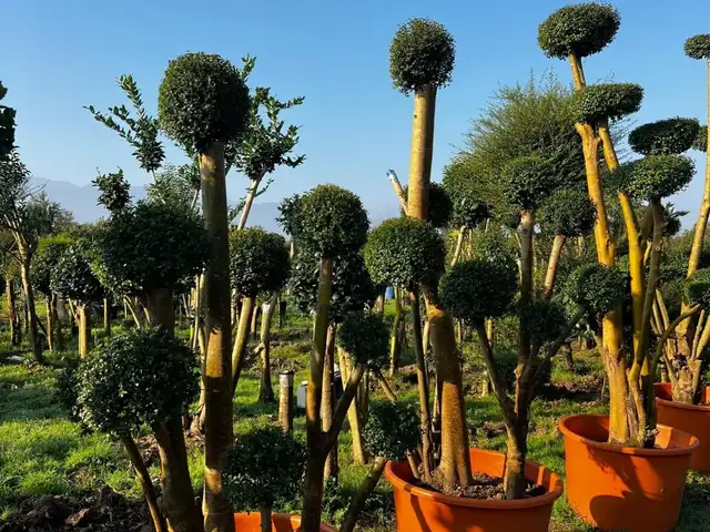 Дерево Мирт, Душанбе