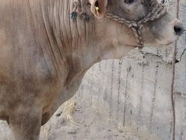 Бука, Хуҷанд