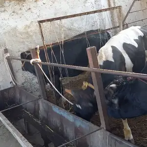 Букача, Худжанд