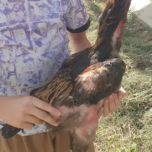 Дакан узбеки, Душанбе