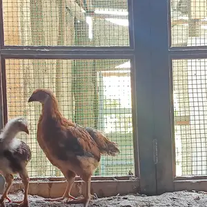 Чучаи ломан браун, Худжанд