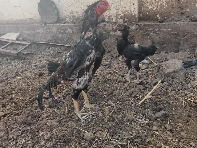 Дакан, Душанбе