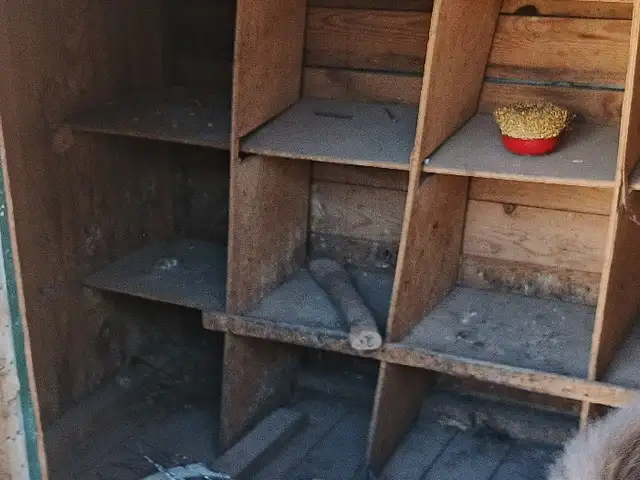 Буткаи кафтар карор дорад дар шарора, Ҳисор