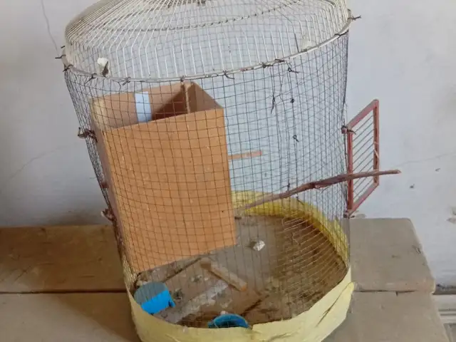 Кафас барои тути, Худжанд