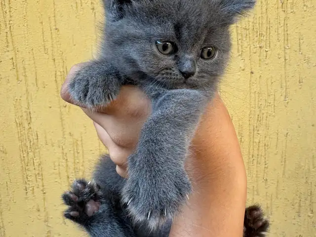Шотландские котята, Душанбе