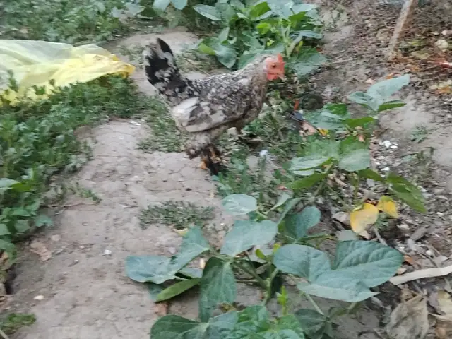 Мурги японча, Душанбе
