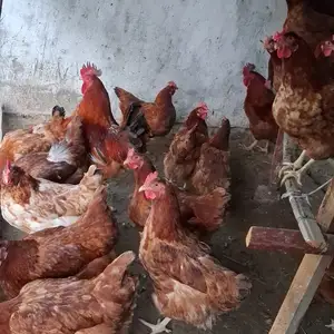 Мурги хонаги, Худжанд