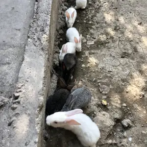 Харгуш, Душанбе