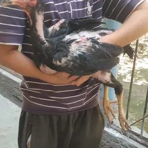 Дакан, Душанбе