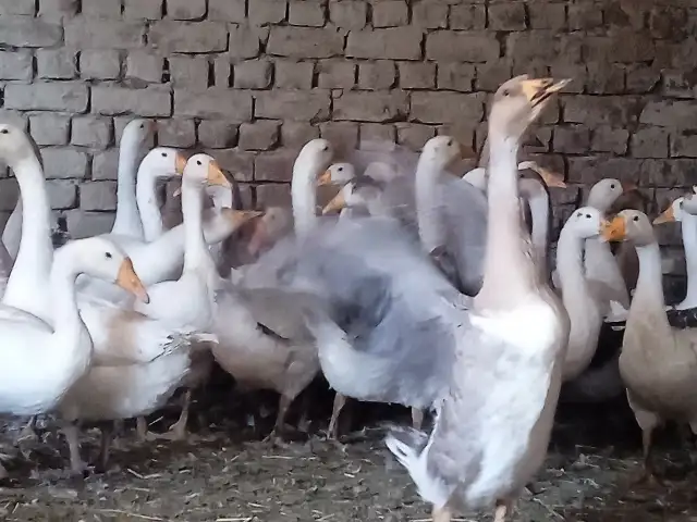 Гозхо, Худжанд