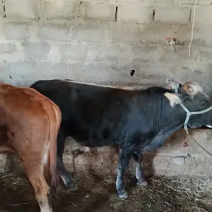 3 бука, Душанбе
