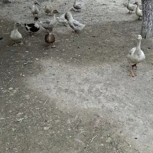 Гоз, Худжанд