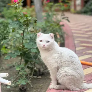 Кот вислоухая ангорка, Хуҷанд