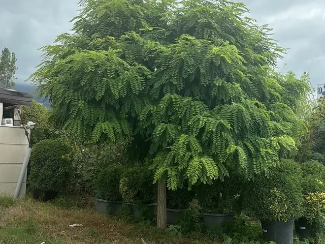 Акация, Душанбе