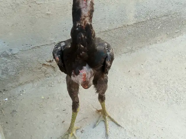 Дакан чуча, Конибодом