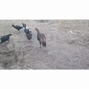 Тухми хурус, Вахдат