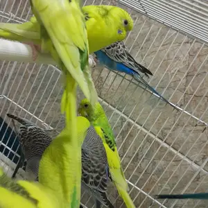 Попугай, Душанбе