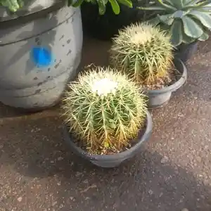 Кактус, Душанбе