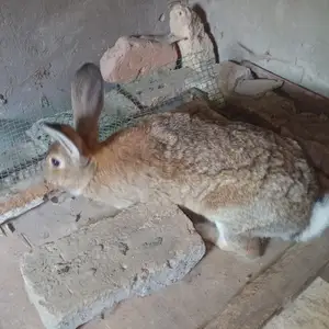 Кролик, Пенджикент