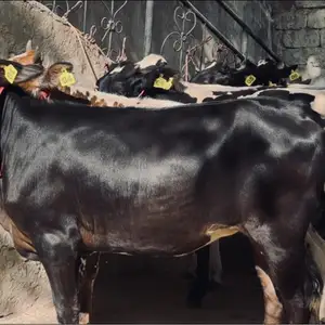 Гуночин, Душанбе