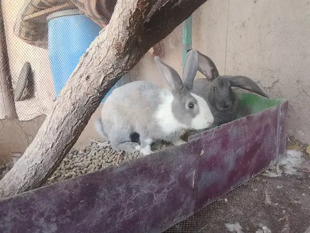 Харгуш, Ёвон