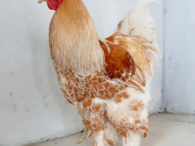 Чӯҷаи Брама, Худжанд