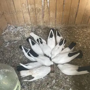 Кафтар, Худжанд