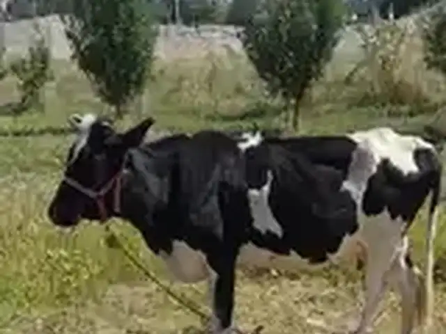 Гови бегӯсола, Пенджикент