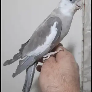 Попугай, Душанбе
