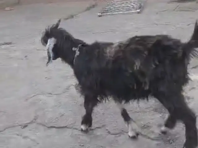 Буз, Ҳисор