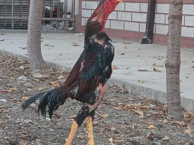 Хурус, Худжанд