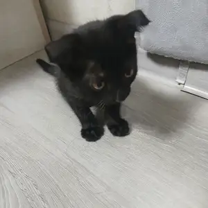 Котенок шотландский, Душанбе