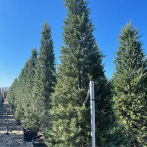 Ель, Душанбе