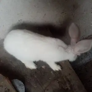 Куяни модда, Хуҷанд