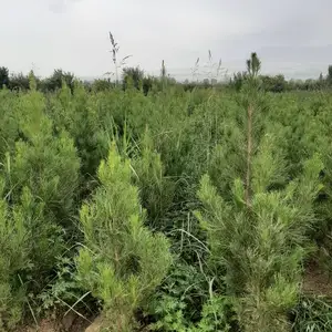 Сосна, Душанбе