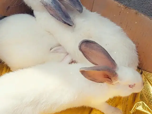 Харгуш, Душанбе