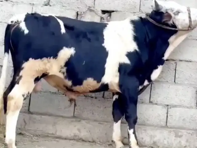 Бука, Душанбе