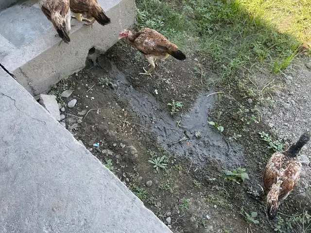 Мурги дакан, Худжанд